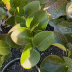 Green Carpet Natal Plum