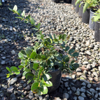 Green Carpet Natal Plum