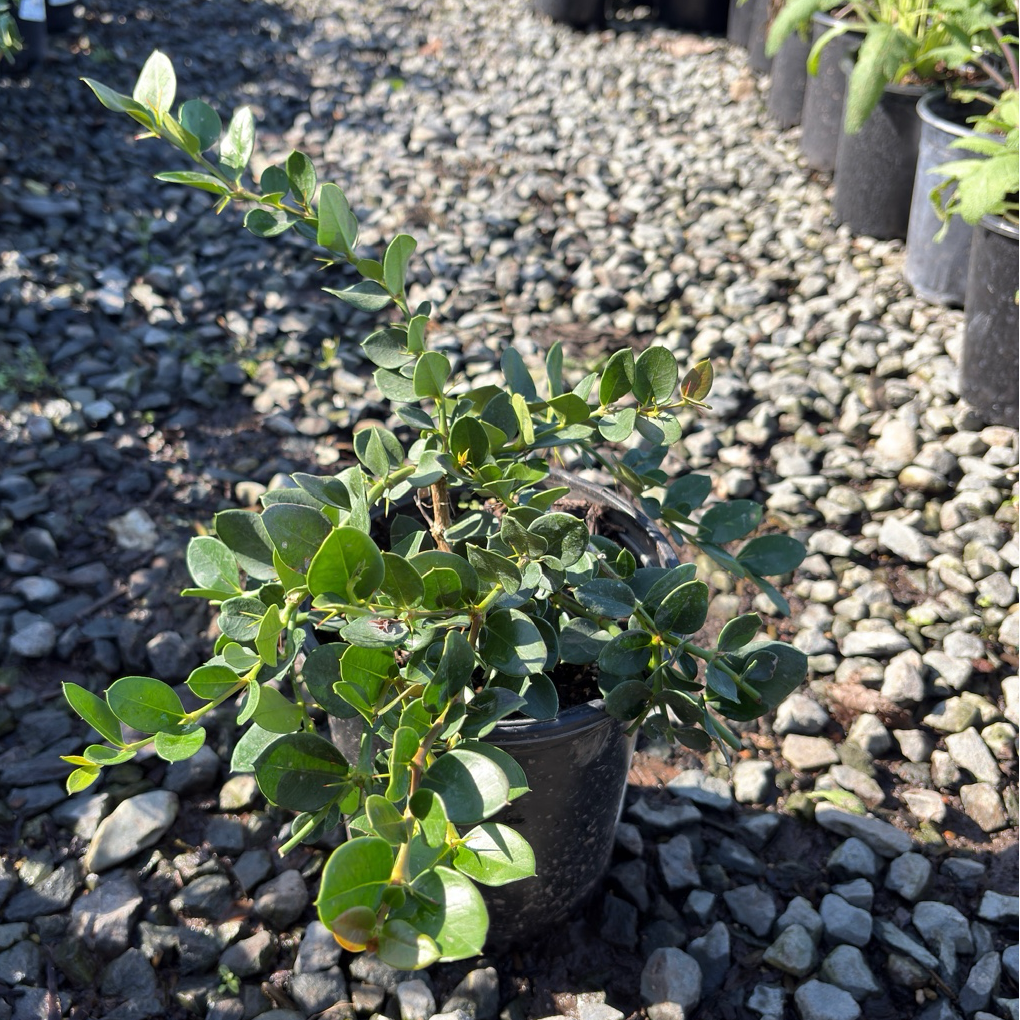 Green Carpet Natal Plum