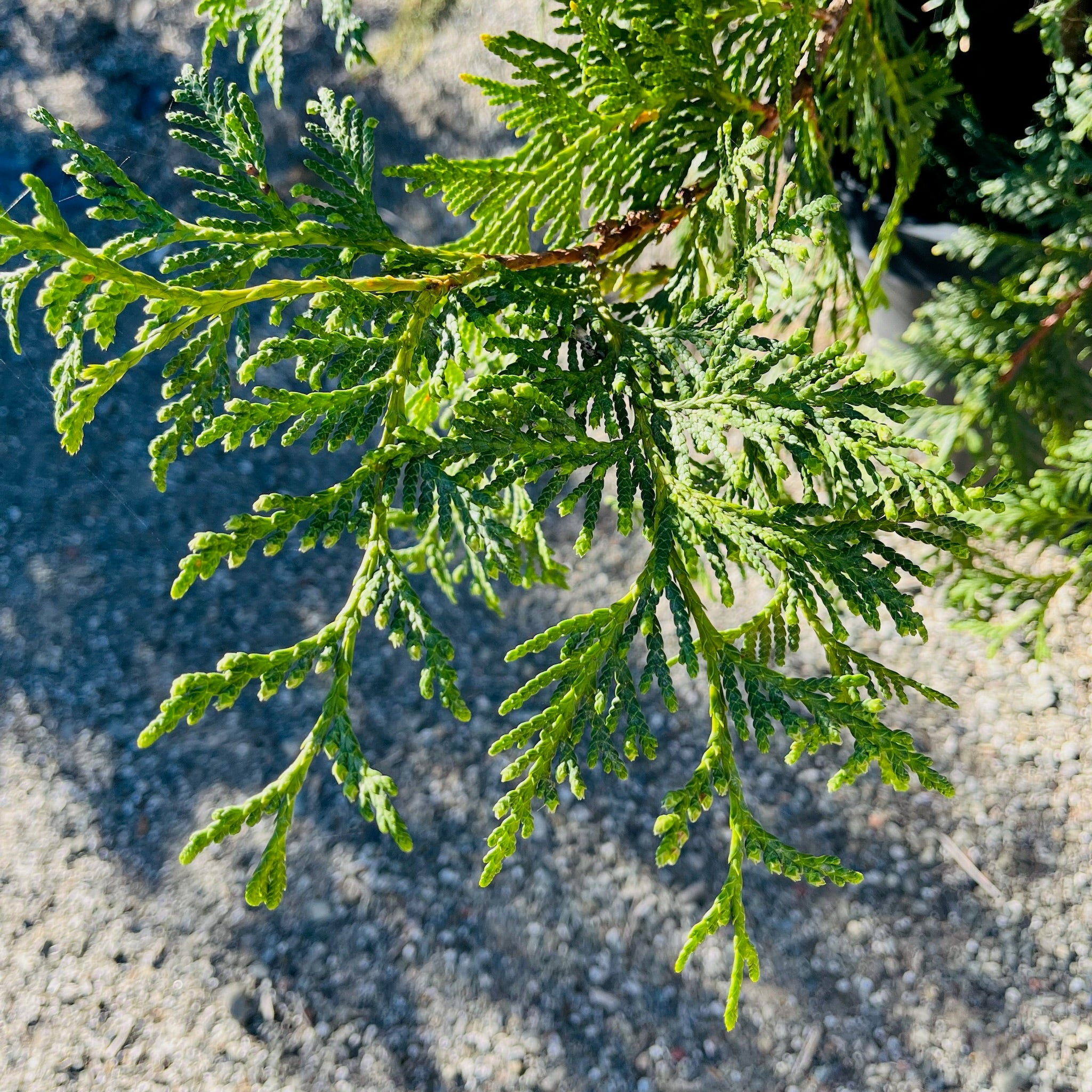 Green Giant Western Red Cedar