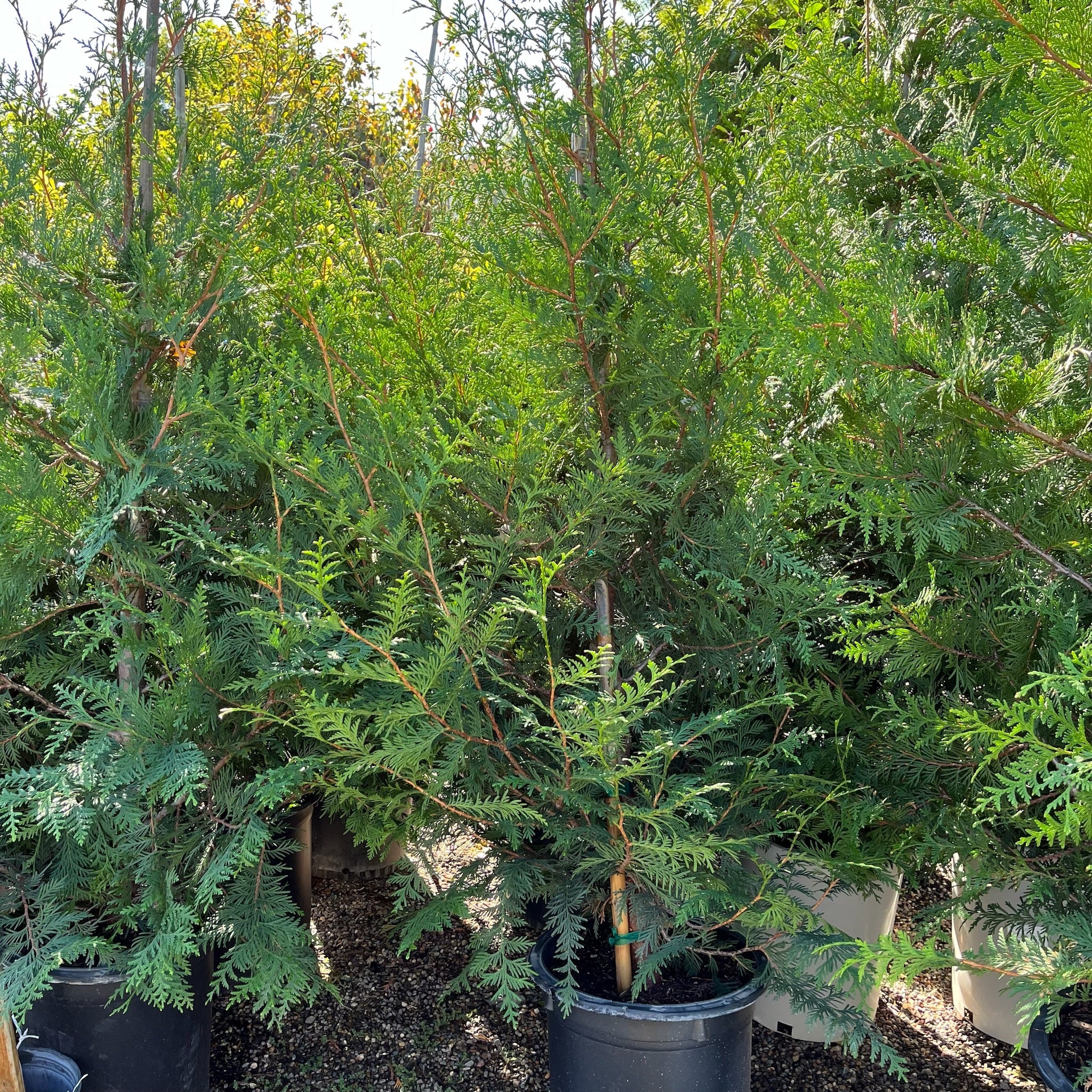 Green Giant Western Red Cedar