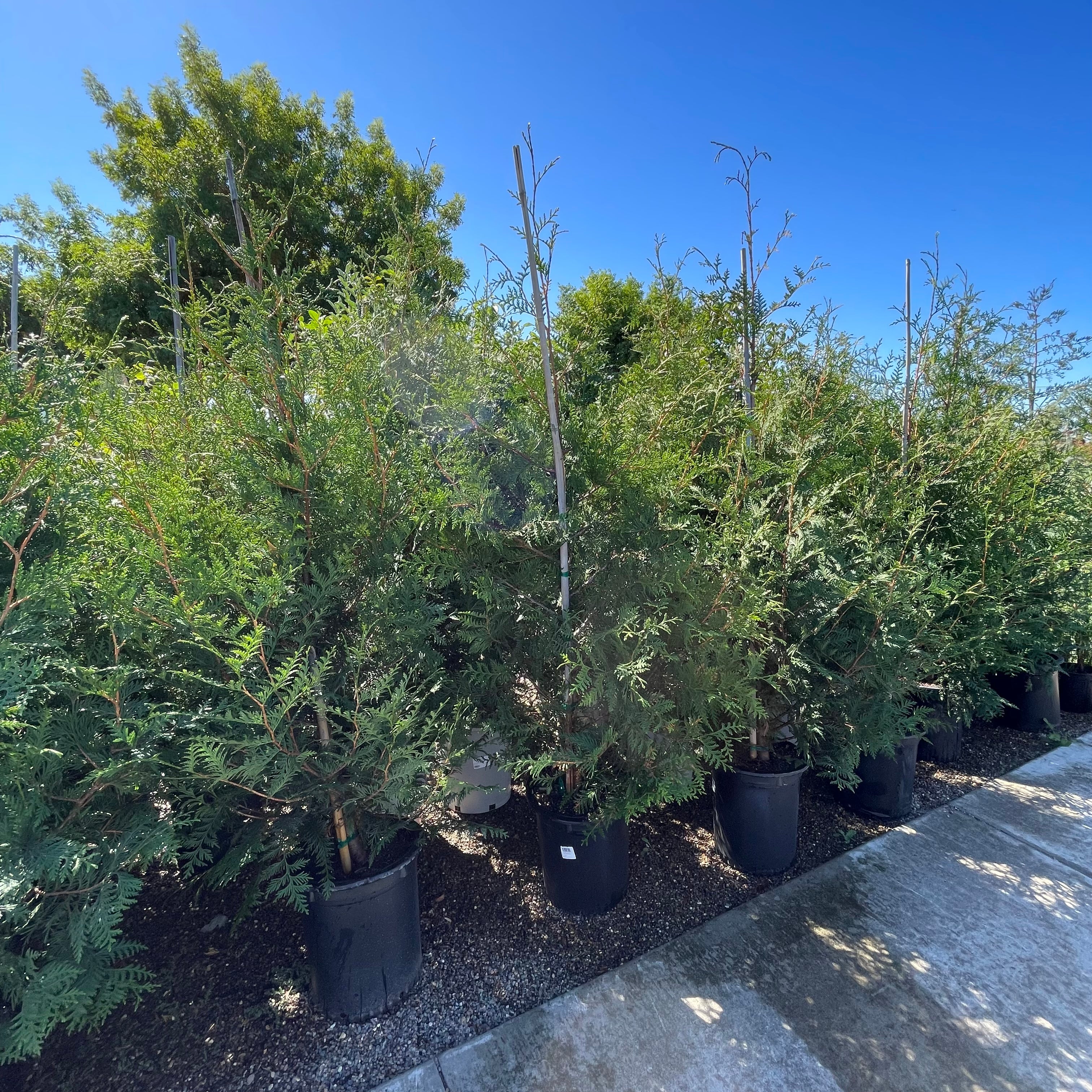 Green Giant Western Red Cedar