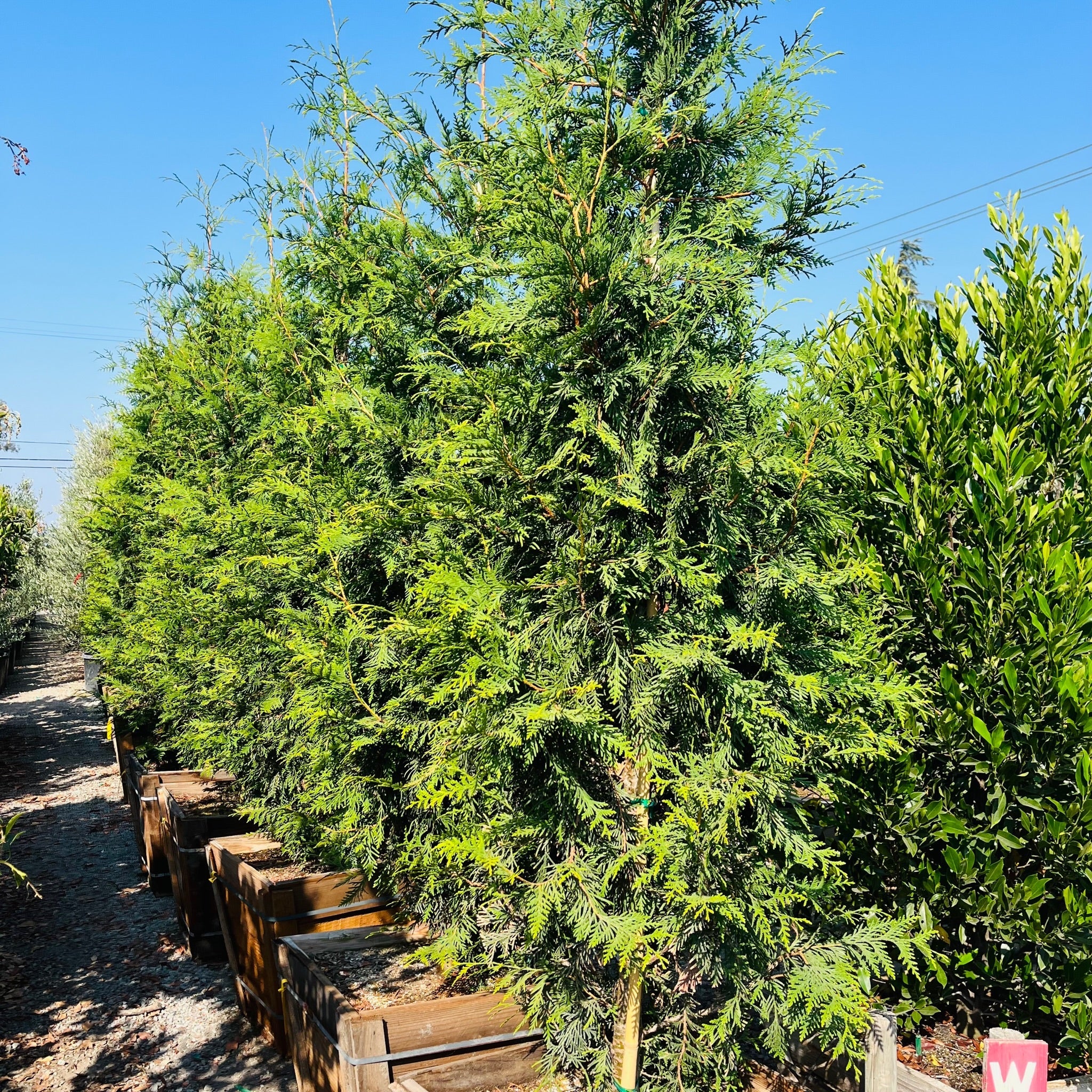 Green Giant Western Red Cedar