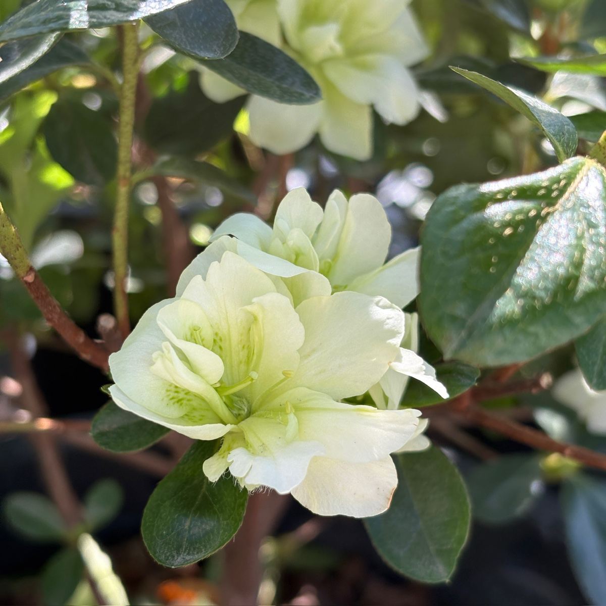 Green Glow Azalea