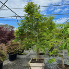 Green Japanese Maple