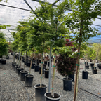 Green Japanese Maple