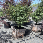 Green Japanese Maple