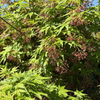 Green leaves with small red buds on a Green Japanese Maple tree