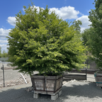 Large Green Japanese Maple tree in a wooden planter surrounded by stacked bags and a traffic cone on a gravel surface.