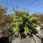 Potted Green Japanese Maple with green leaves in a garden setting under a clear blue sky.
