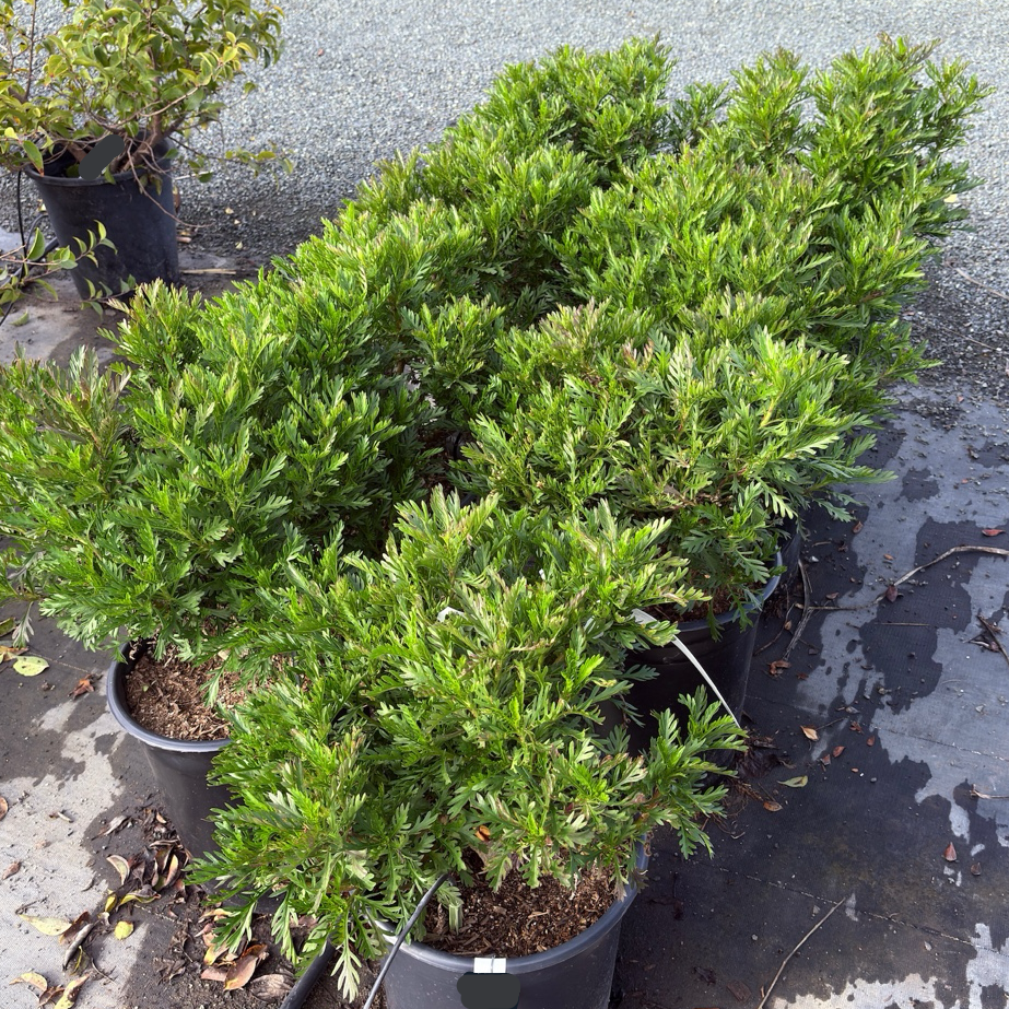 Green Leaved Bush Daisy