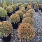 Green Mountain Boxwood
