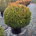 Green Mountain Boxwood