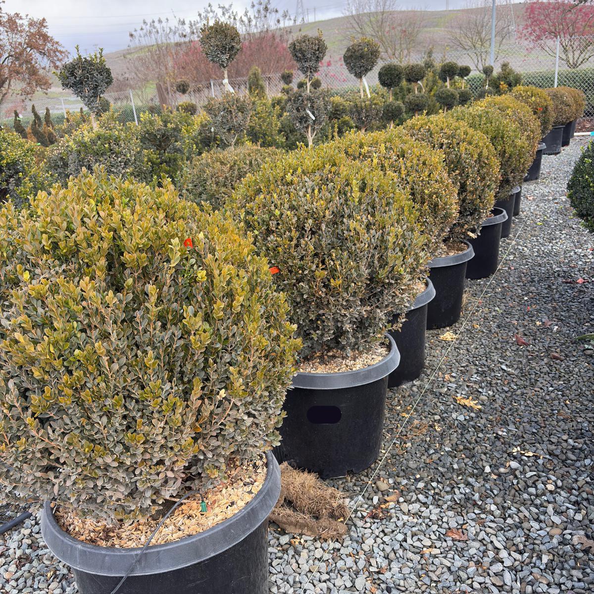 Green Mountain Boxwood