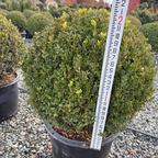 Green Mountain Boxwood