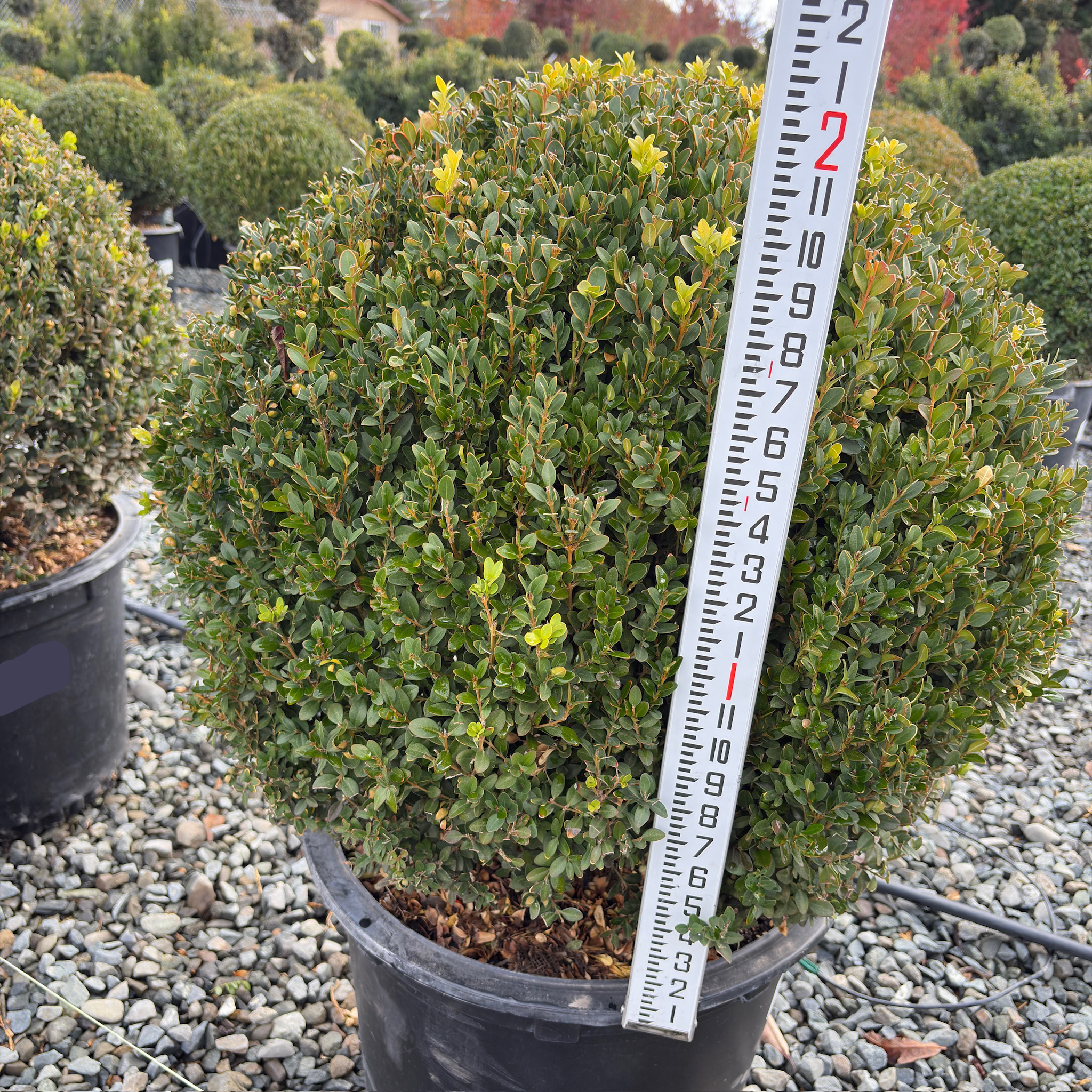 Green Mountain Boxwood