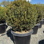 Green Mountain Boxwood