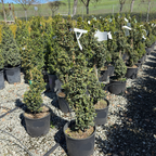 Green Mountain Boxwood