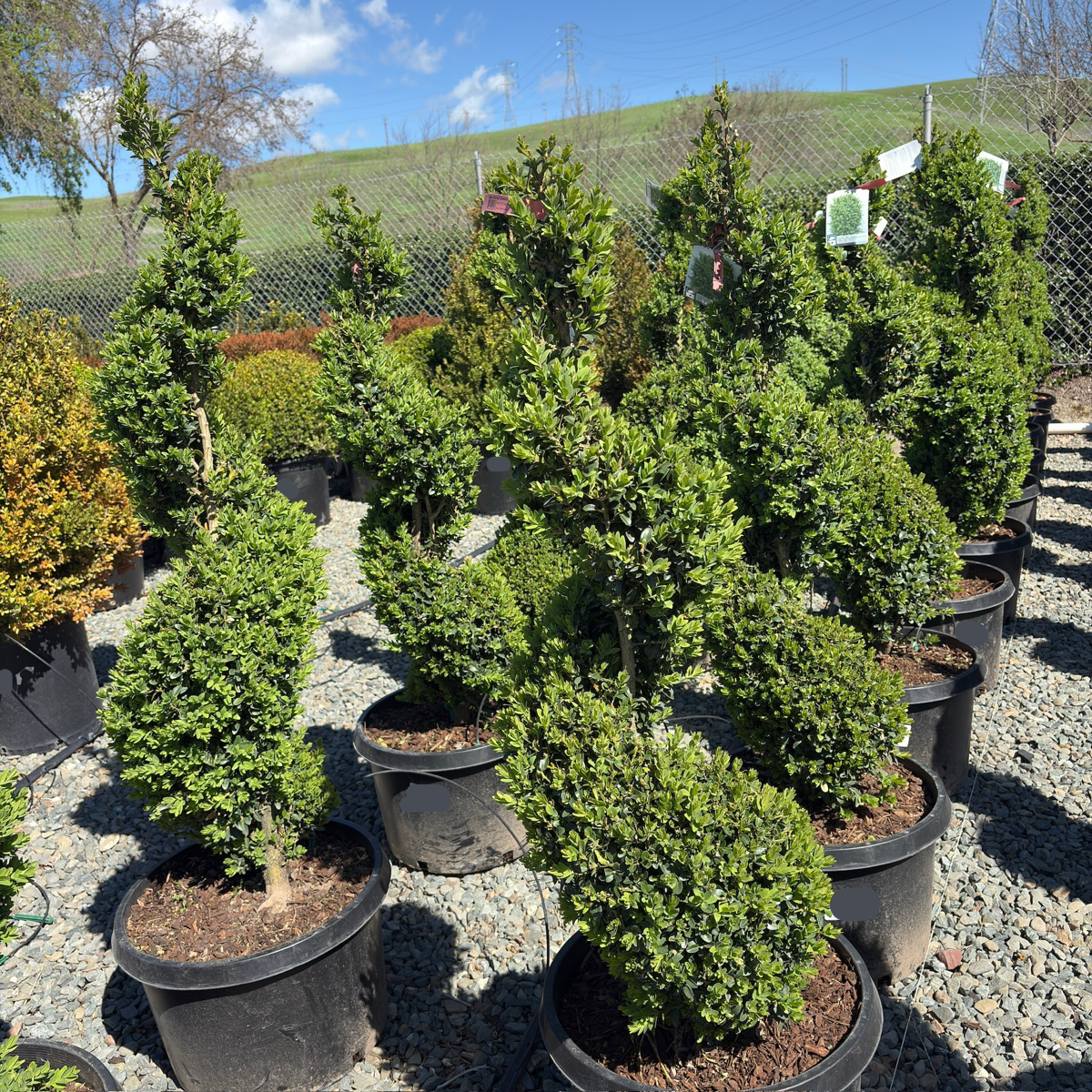 Green Mountain Boxwood