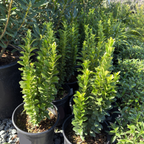 Green Spire Euonymus