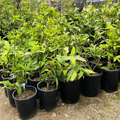 Row of potted Green Wax Apple plants in black pots on a gravel surface