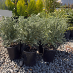 Grey Box Dwarf Coast Rosemary