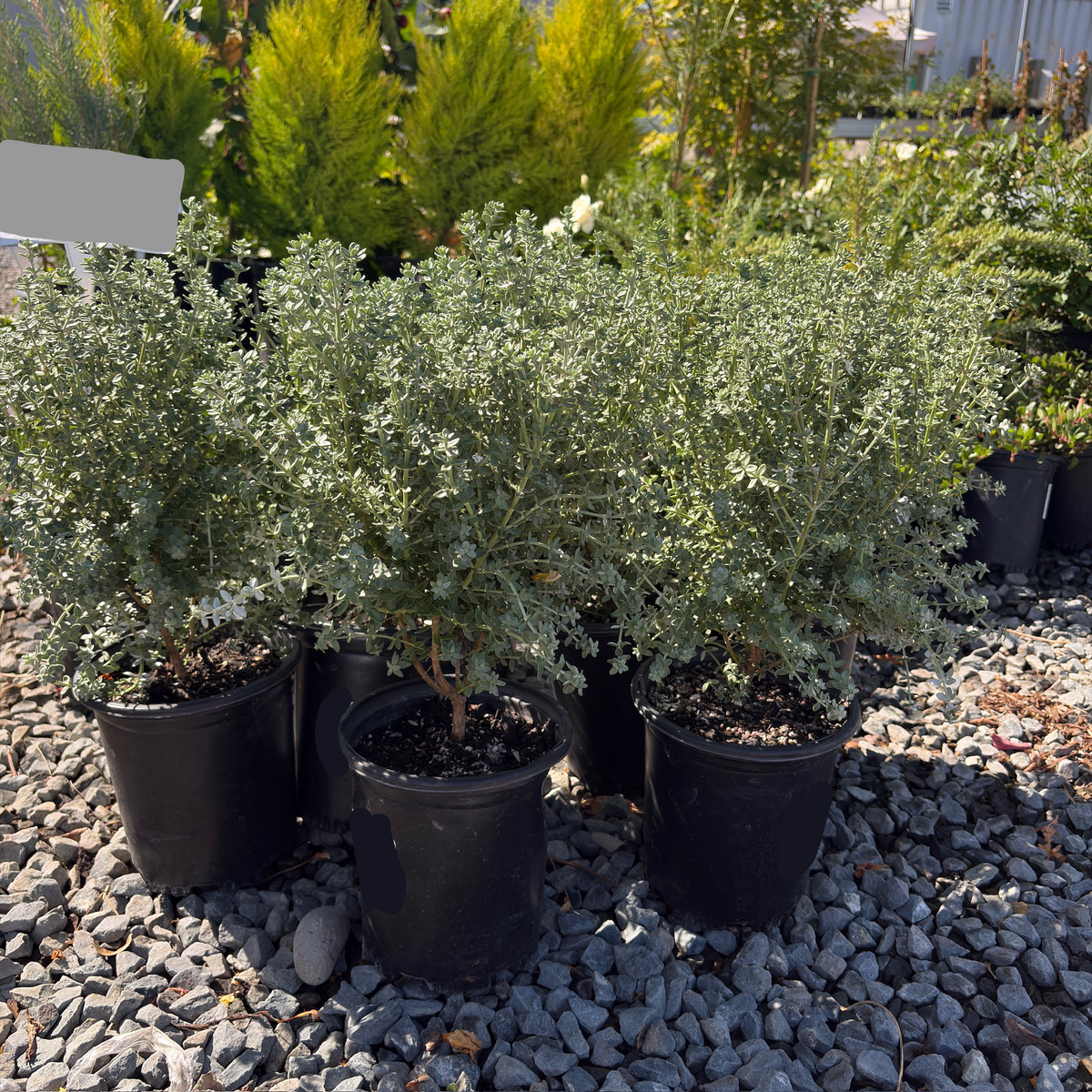 Grey Box Dwarf Coast Rosemary
