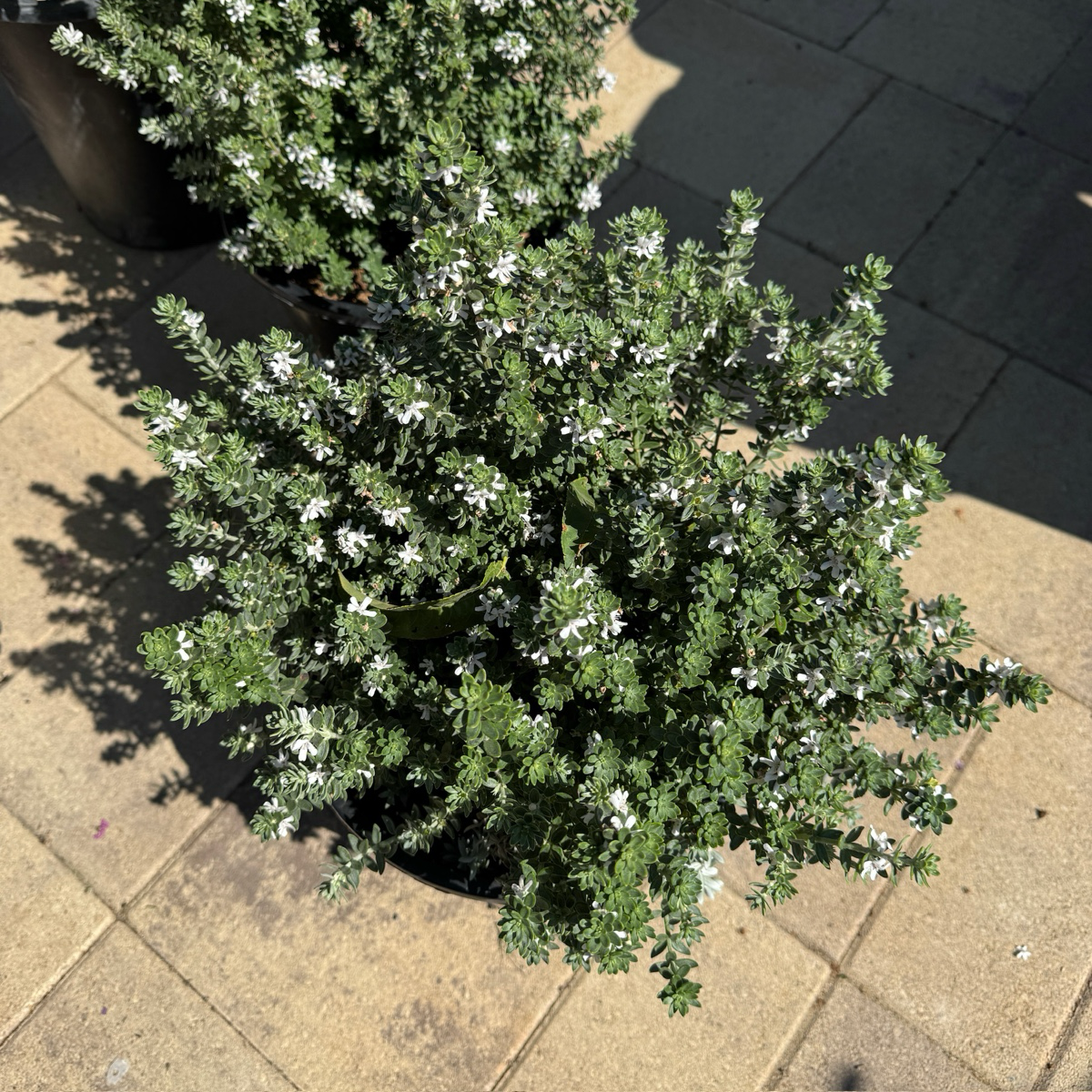 Grey Box Dwarf Coast Rosemary