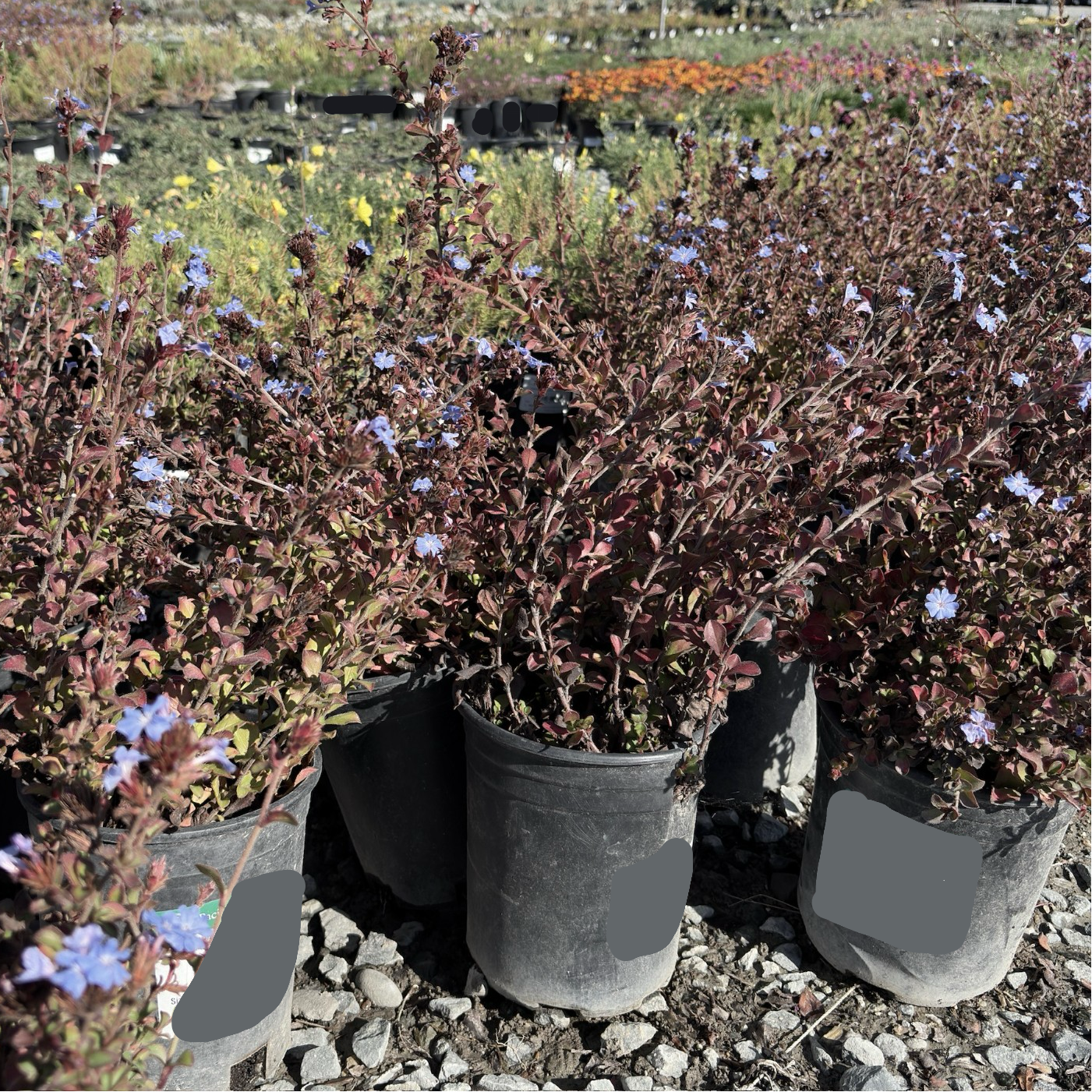 Griffith's Plumbago