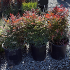 Gulf Stream Heavenly Bamboo