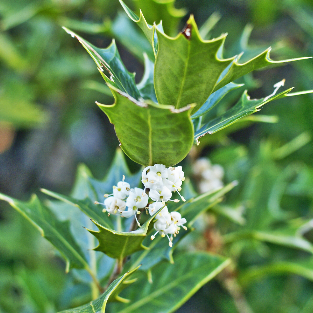 Gulftide Holly Olive