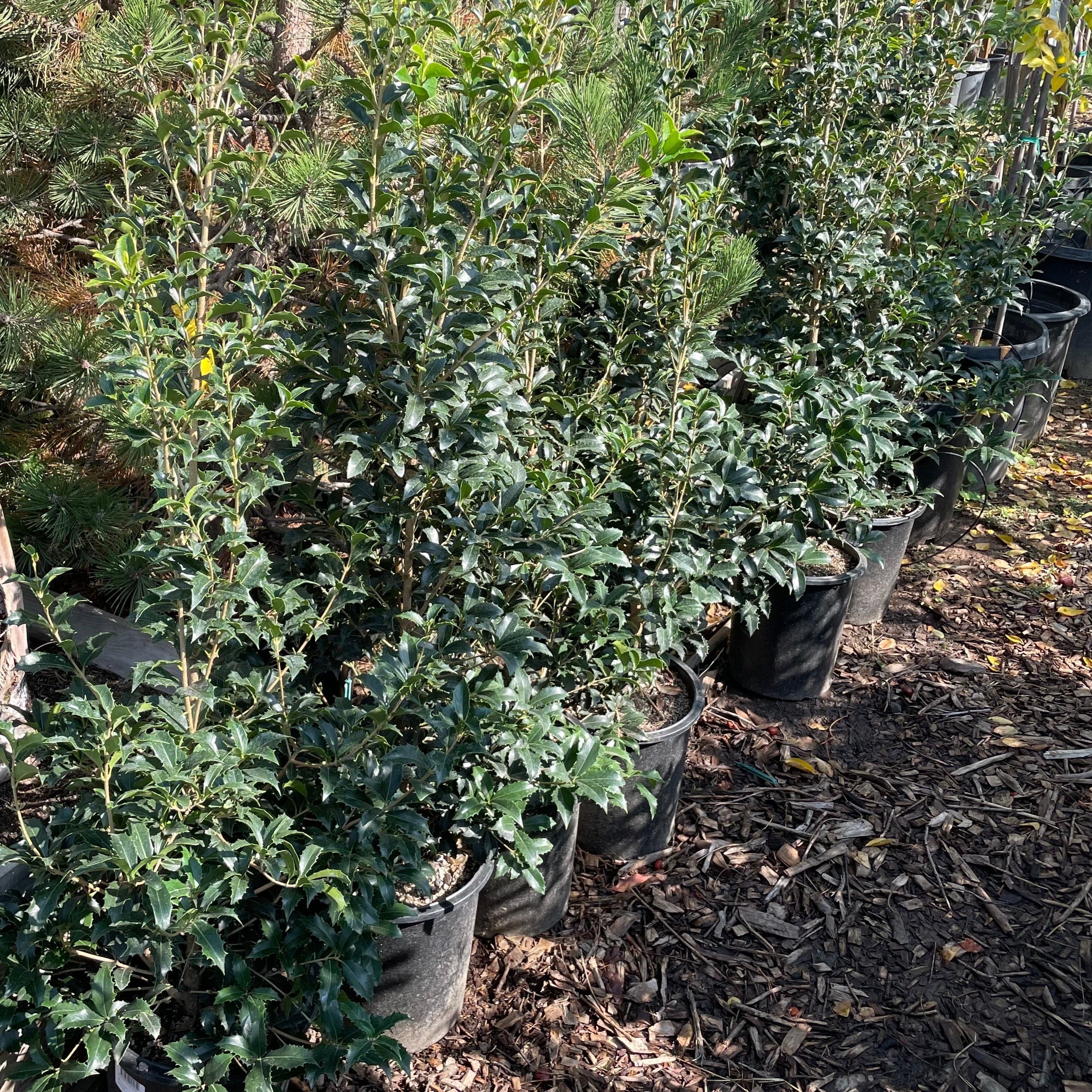 Gulftide Holly Olive