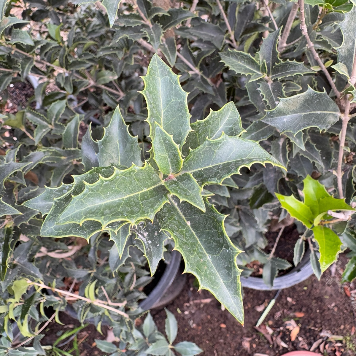 Gulftide Holly Olive