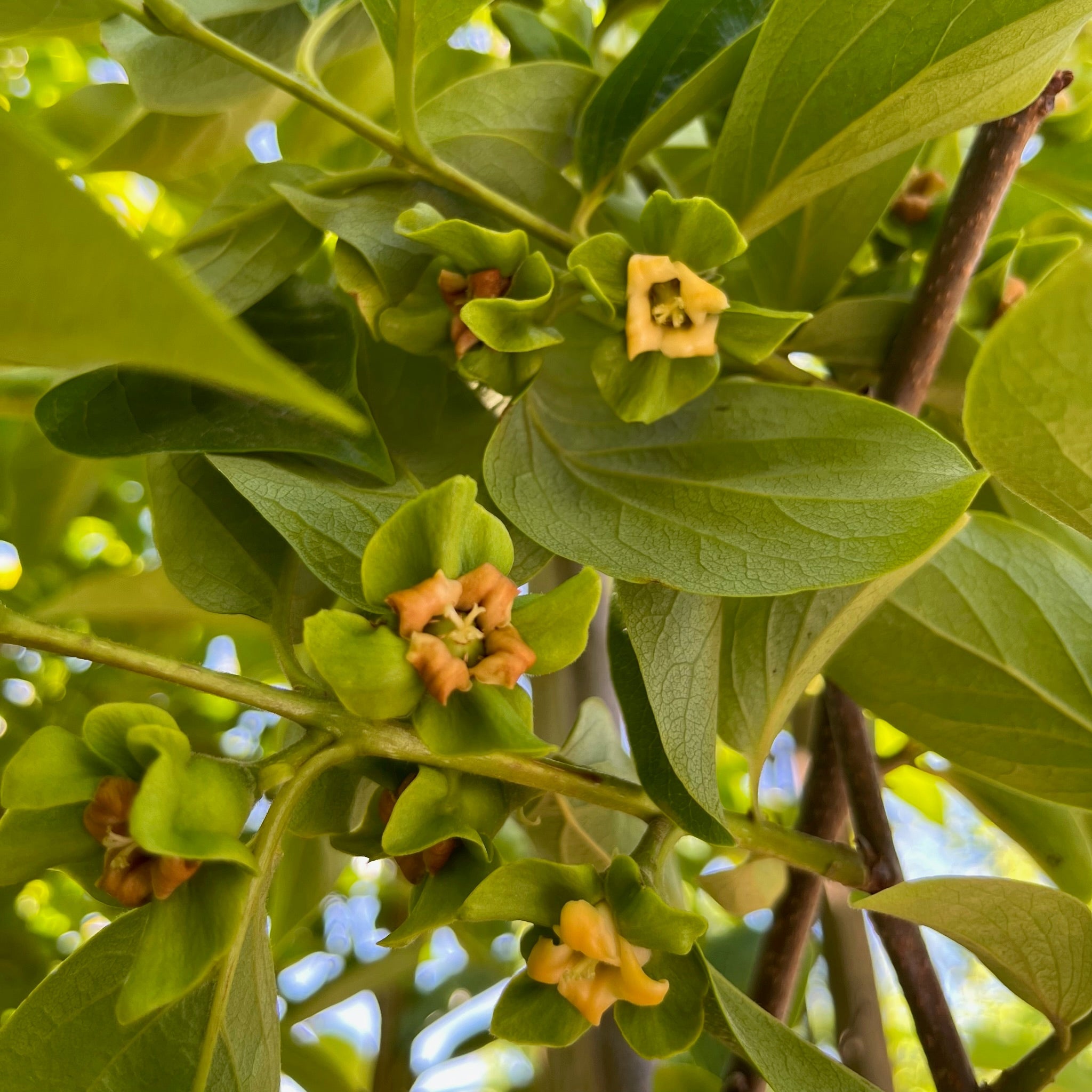 Green persimmon fruit on a branch with leaves