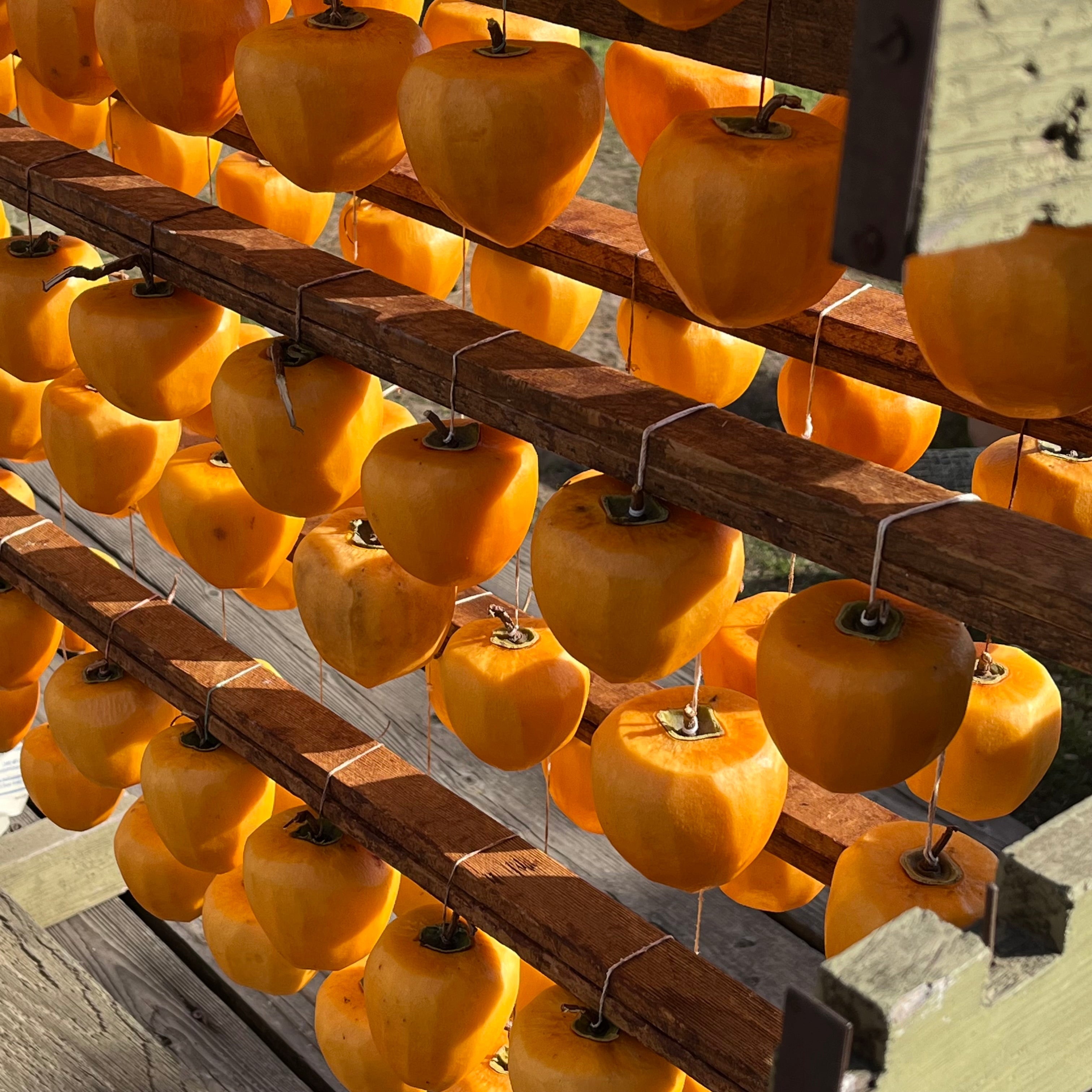 鸡心涩柿 Hachiya Persimmon