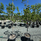Hachiya Persimmon Tree
