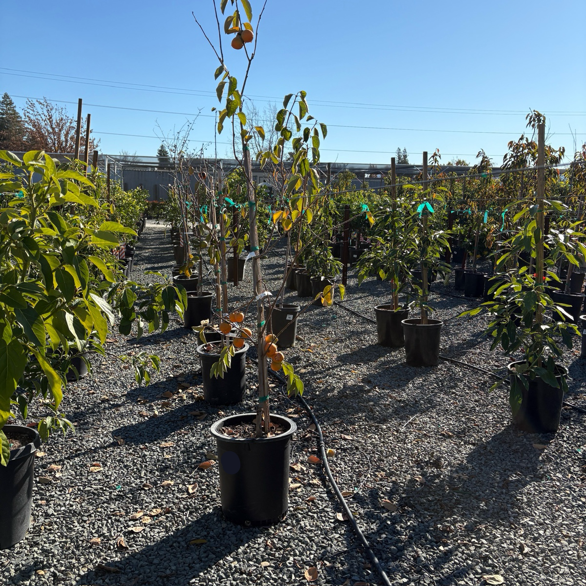 Hachiya Persimmon Tree