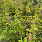 Half-ear Sage