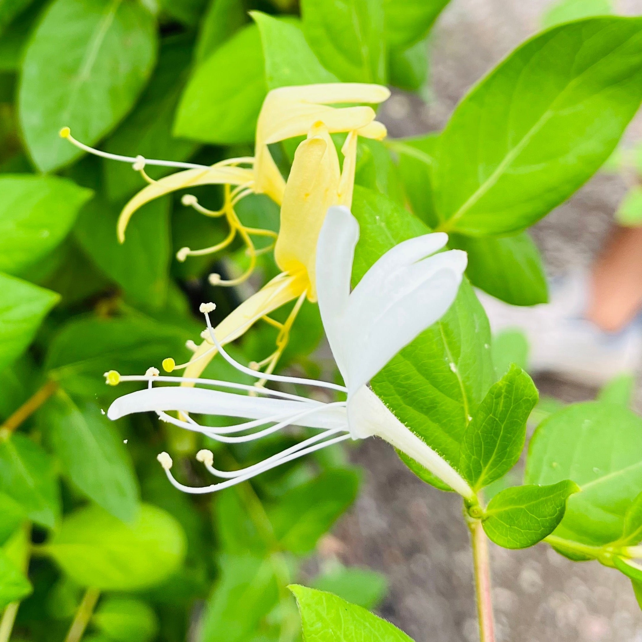 Hall's Japanese Honeysuckle
