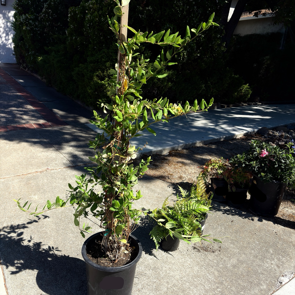 Hall's Japanese Honeysuckle