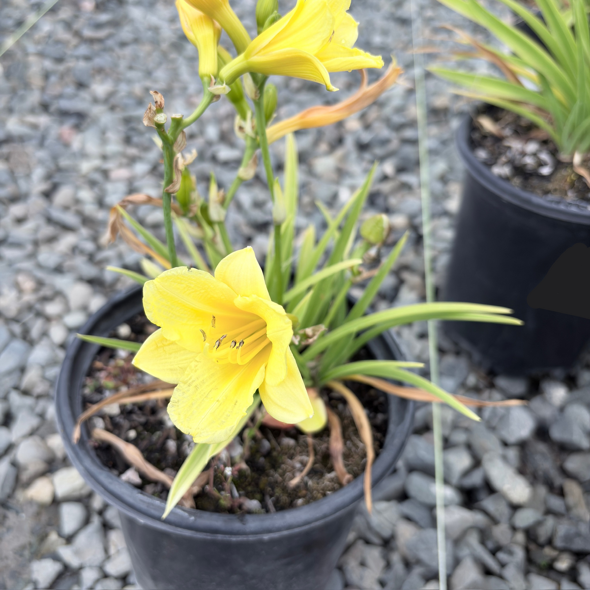 Happy_Returns_Daylily_1.png?v=