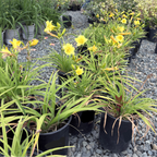 Happy Returns Daylily