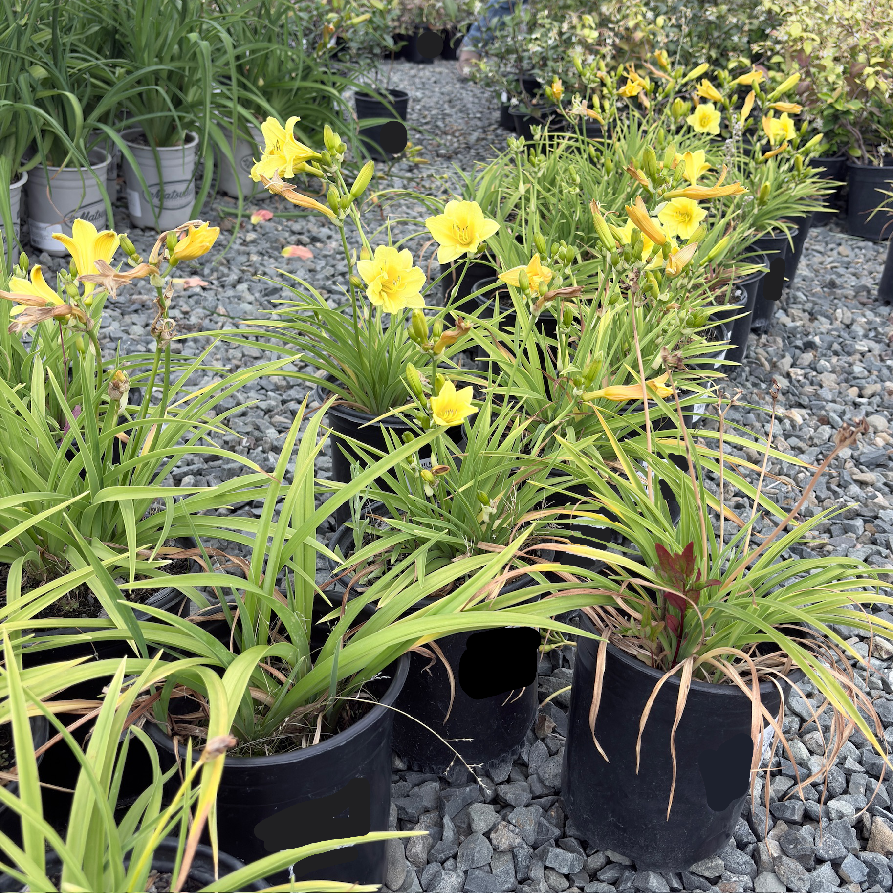 Happy Returns Daylily
