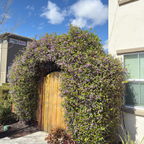 Happy Wanderer Lilac Vine
