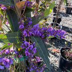  Happy Wanderer Lilac Vine