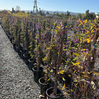 Happy Wanderer Lilac Vine