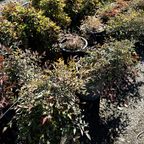 Harbour Dwarf Nandina  with green and red leaves in a garden setting