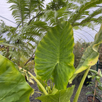 Hardy Elephant's Ear
