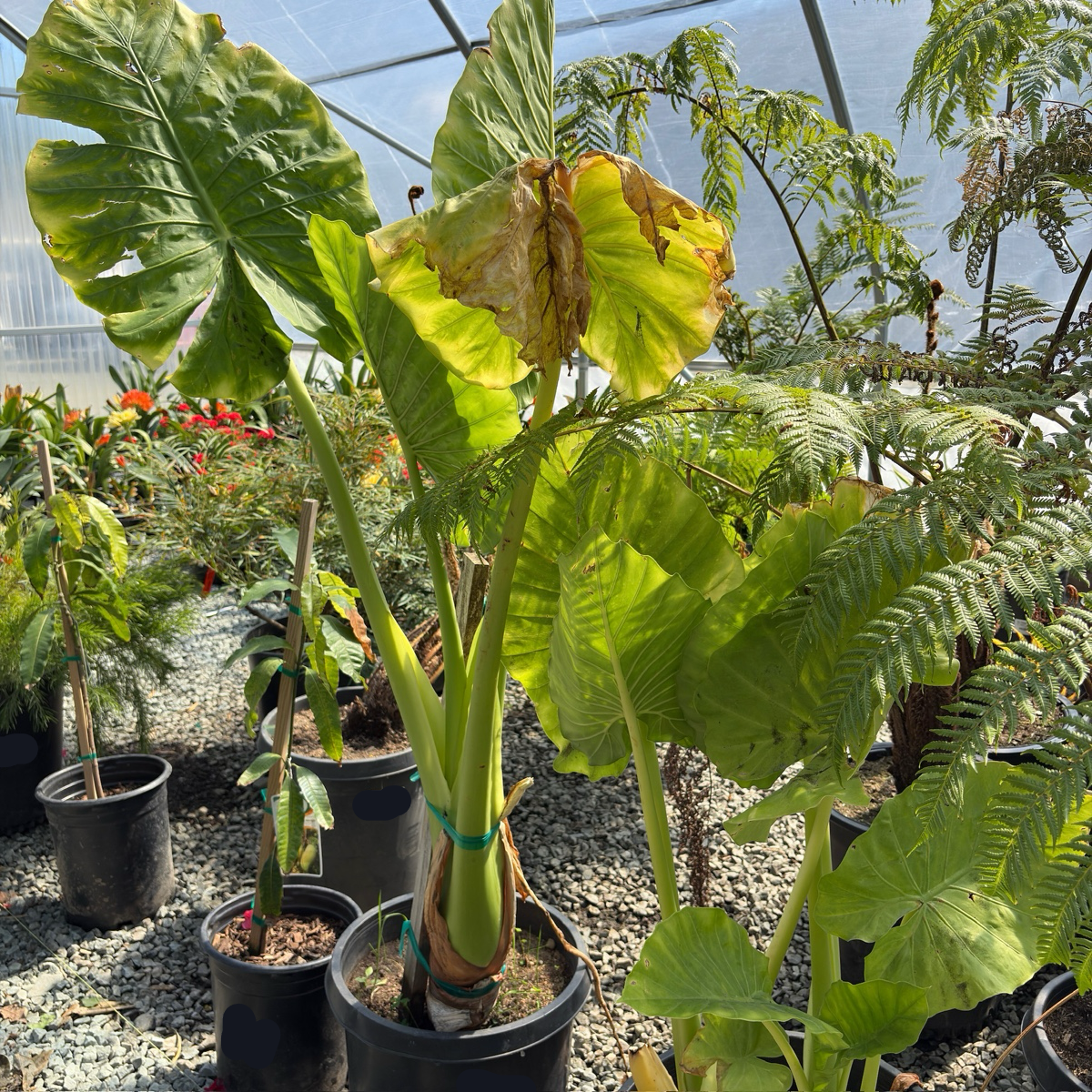 Hardy Elephant's Ear