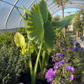 Hardy Elephant's Ear
